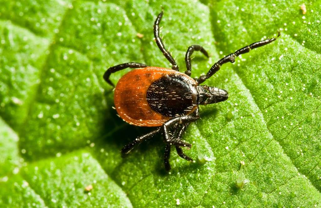 Mosquito Squad of the North Shore | 461 Boston St, Topsfield, MA 01983, USA | Phone: (978) 597-7168