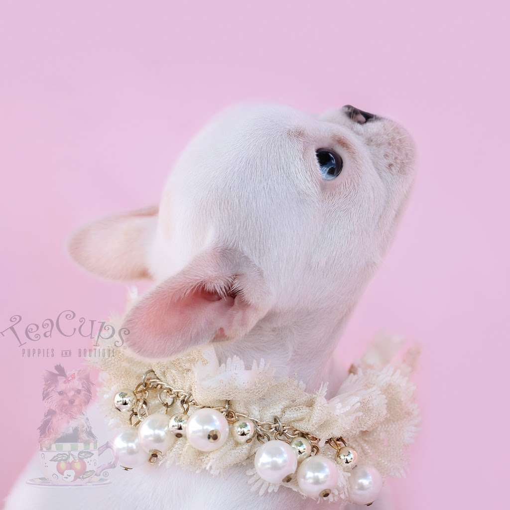 TeaCups, Puppies & Boutique | 5195 S University Dr, Davie, FL 33328, USA | Phone: (954) 985-8848