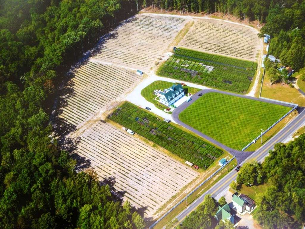 DiMeo Blueberry Farms & Blueberry Plants Nursery | 3101 Nesco Rd, Hammonton, NJ 08037, USA | Phone: (609) 561-5905