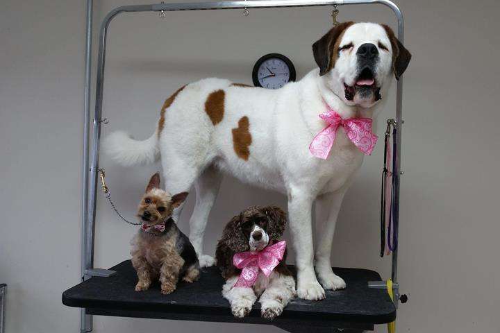 Dog Gone Cute Grooming & More | 216 W Broadway St, Fortville, IN 46040, USA | Phone: (317) 485-3647
