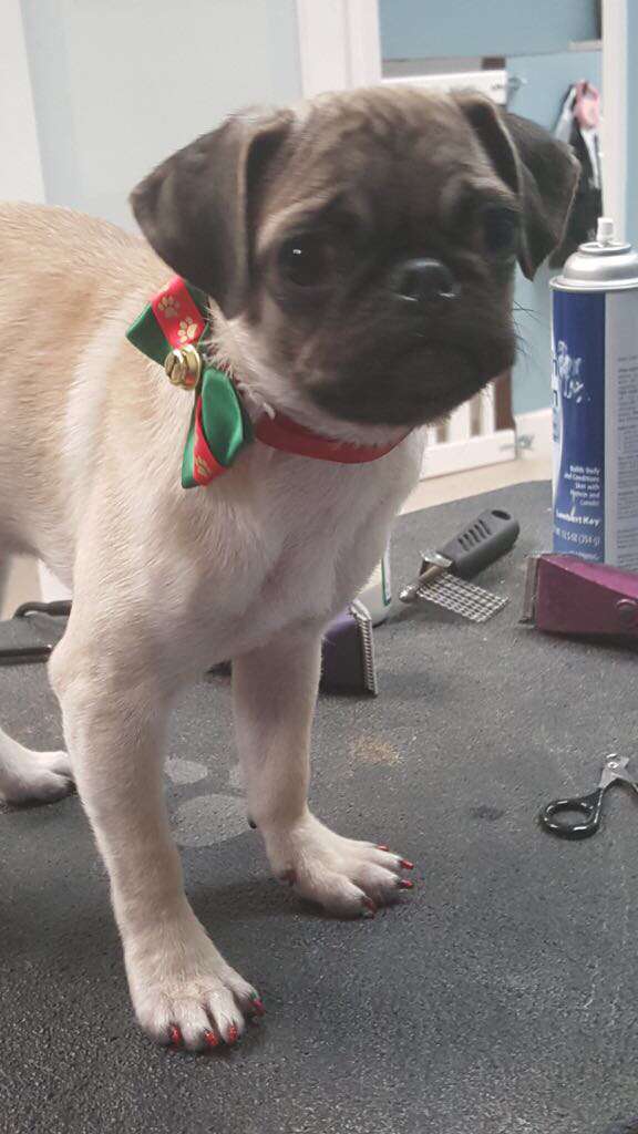 Purrrfect paws grooming & puppies | 18600 NW 87th Ave Suit 118, Miami Gardens, FL 33015, USA | Phone: (305) 690-7137