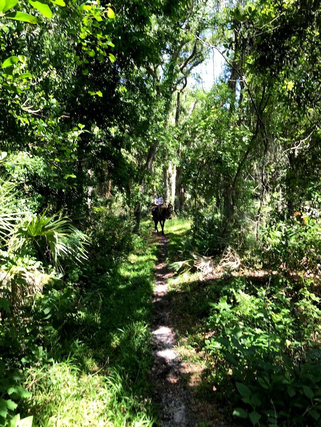 Horseback Trail Rides | 1020 Camp Rd, Cocoa, FL 32927, USA | Phone: (321) 632-7085