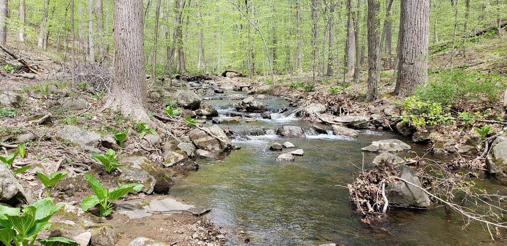 Dismal Harmony Natural Area | Morristown, NJ 07960, USA