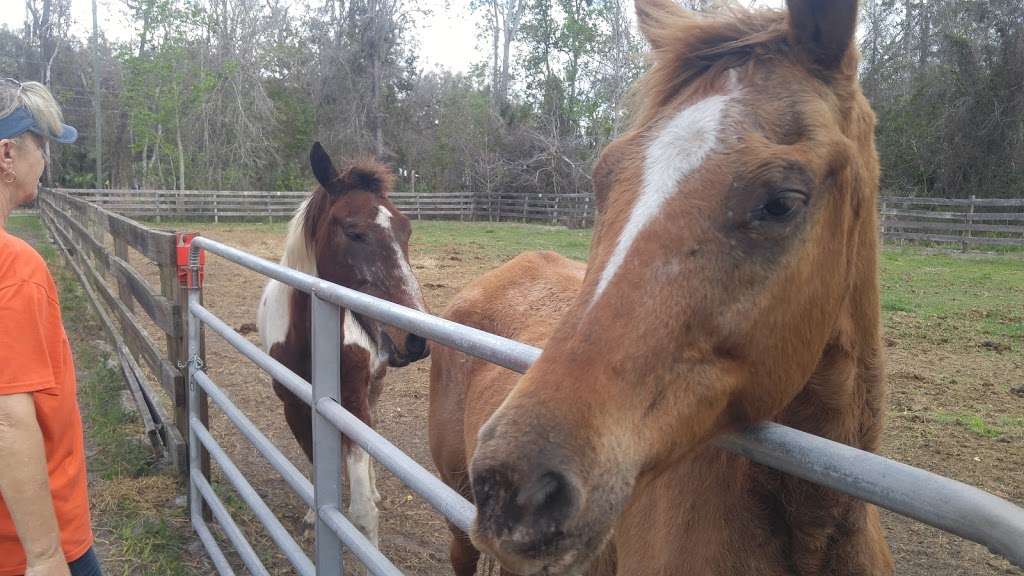 Horse Creek Equestrian Center Inc | 350 E, FL-40, Pierson, FL 32180, USA | Phone: (386) 749-2888