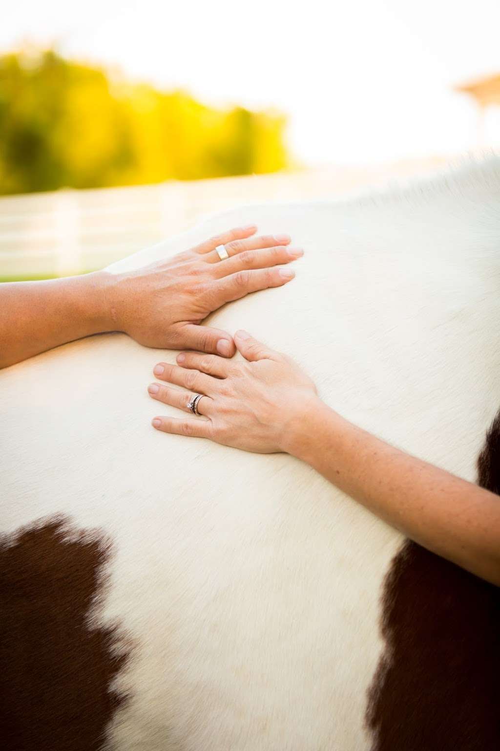 Healing Hooves Psychotherapy | 6201 SW 180th Terrace, Southwest Ranches, FL 33331, USA | Phone: (954) 907-6862