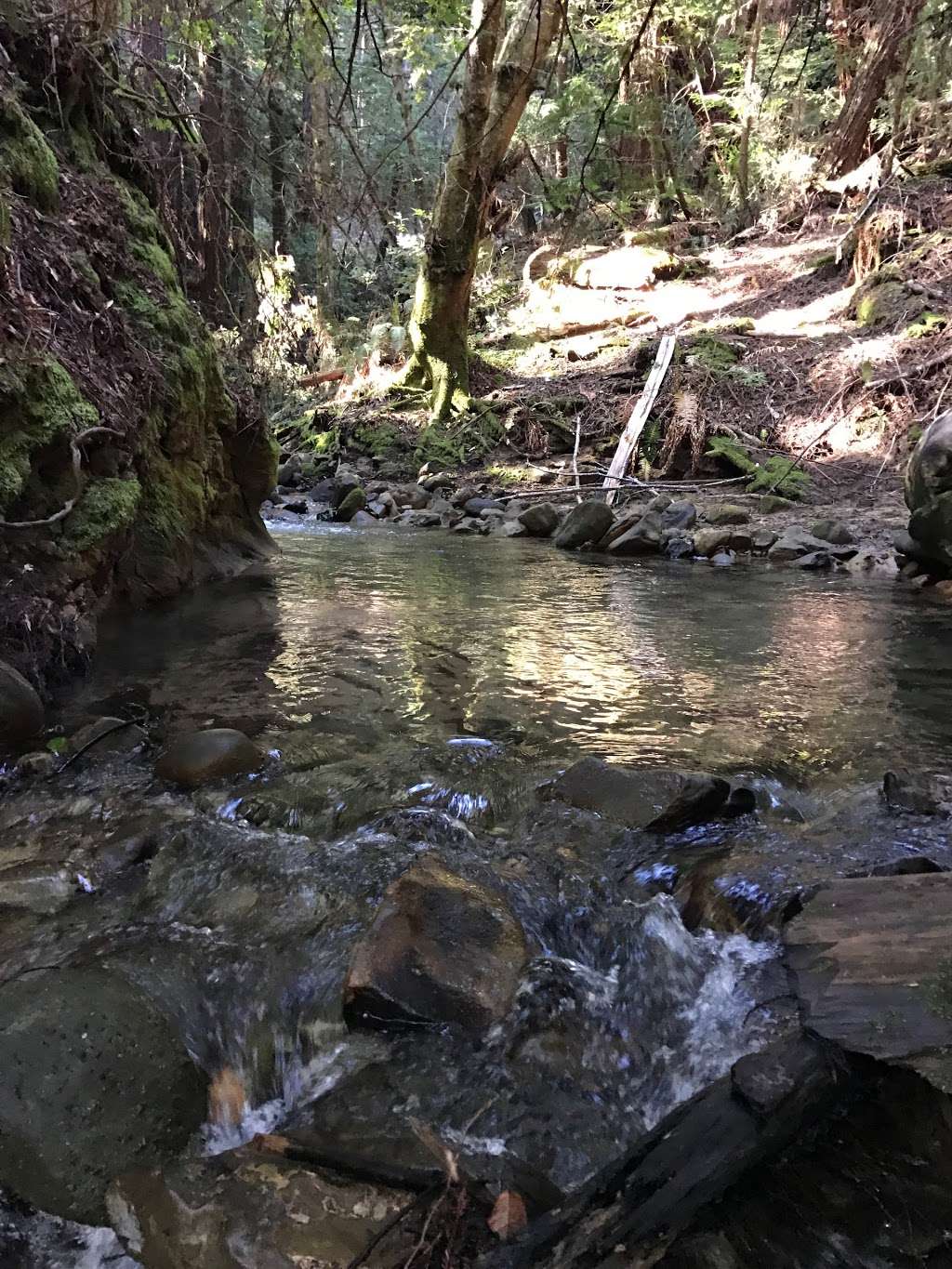 Tunitas Creek Open Space Preserve | Redwood City, CA 94062, USA