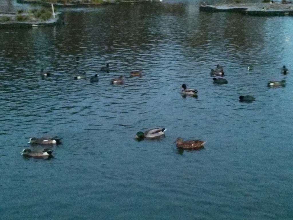 Reseda Park Lake | Park Lake, Reseda, CA 91335, USA