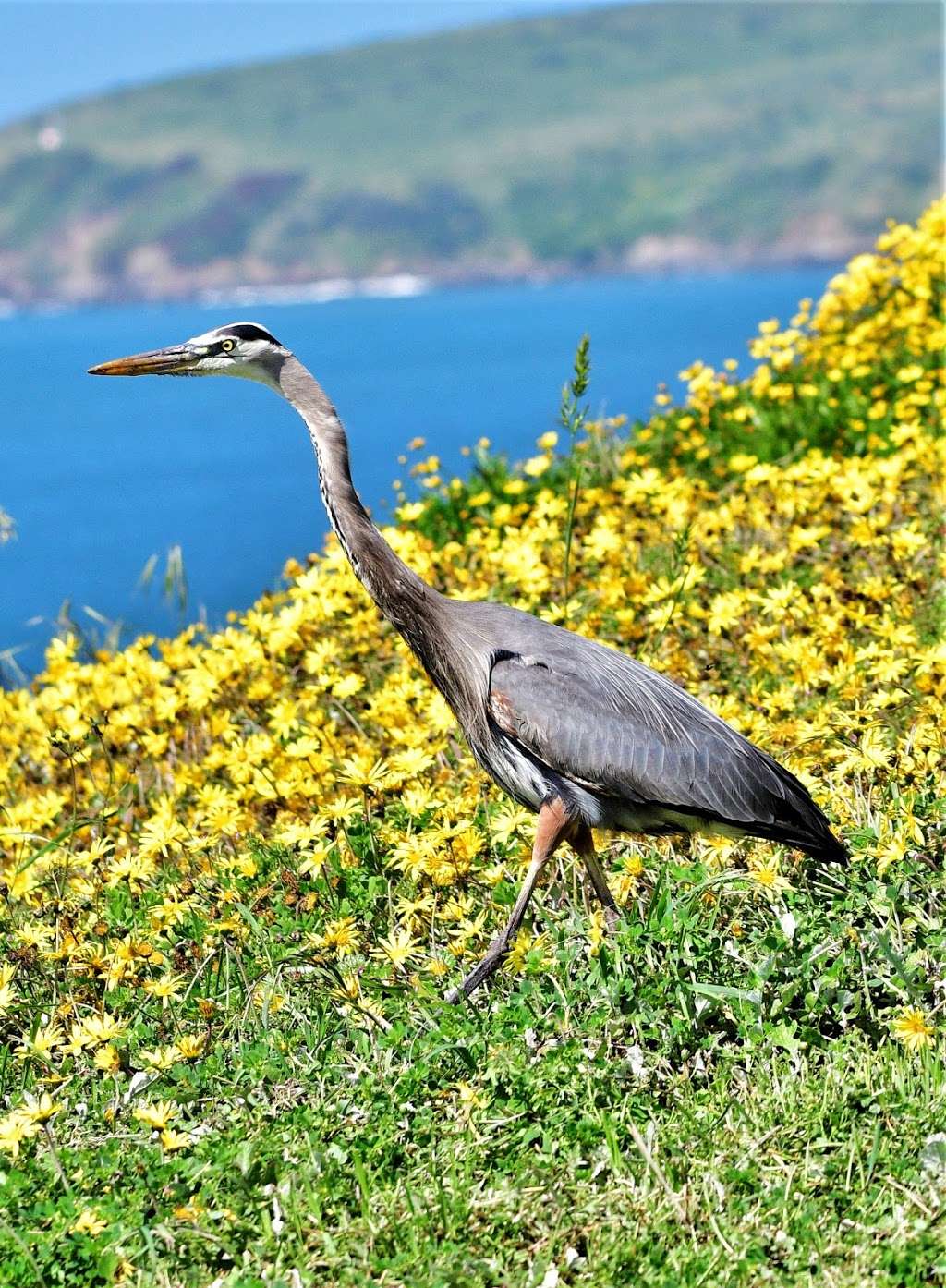 Birdwalk Coastal Access Trail | 355 CA-1, Bodega Bay, CA 94923 | Phone: (707) 875-3540