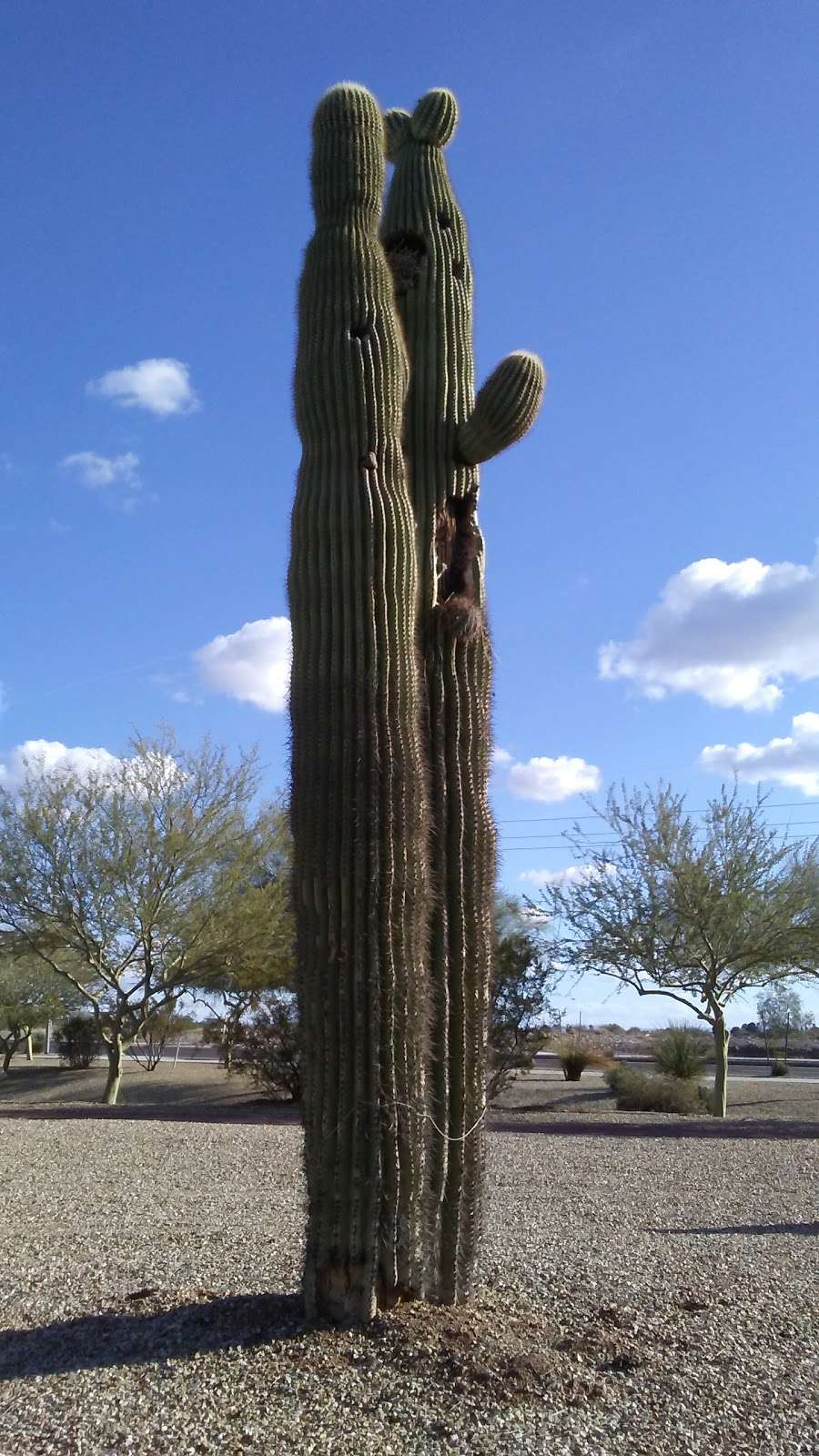 Cottages HOA Park at Casa Del Rey at Camino á Lago | 21994 N 102nd Ln, Peoria, AZ 85383, USA