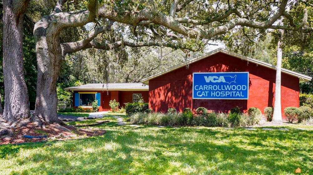 VCA Carrollwood Cat Hospital | 13305 Orange Grove Dr, Tampa, FL 33618, USA | Phone: (813) 963-6612