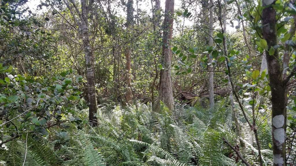 Doris Davis Forman Wilderness Preserve | 7300 Parkside Dr, Parkland, FL 33067