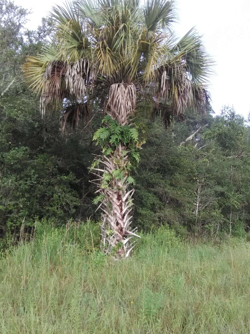 Green Swamp Wilderness Preserve - Hampton Tract | 18490 Rockridge Rd, Polk City, FL 33868, USA | Phone: (352) 796-7211 ext. 4470