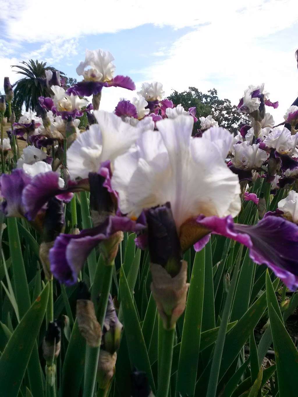 Pleasants Valley Iris Farm | 7317 Pleasants Valley Rd, Vacaville, CA 95688, USA | Phone: (707) 451-3367