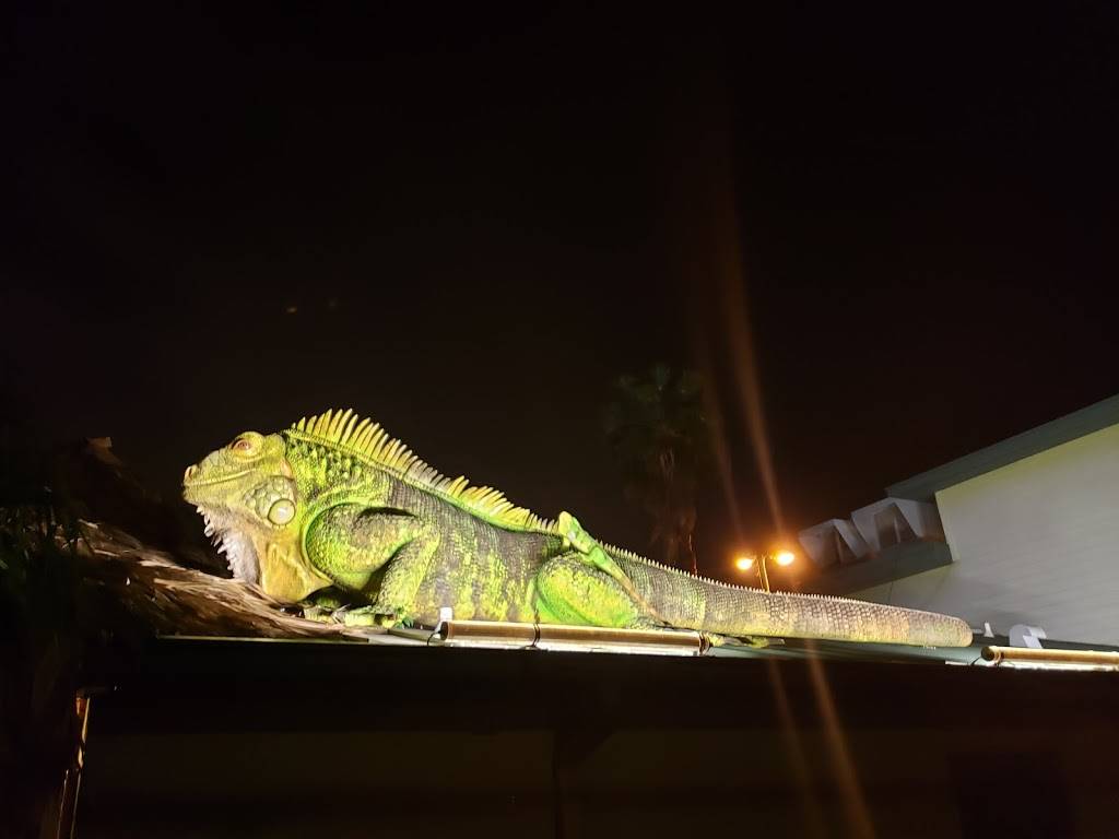 Green Iguana Bar & Grill | 4029 S West Shore Blvd, Tampa, FL 33611, USA | Phone: (813) 837-1234