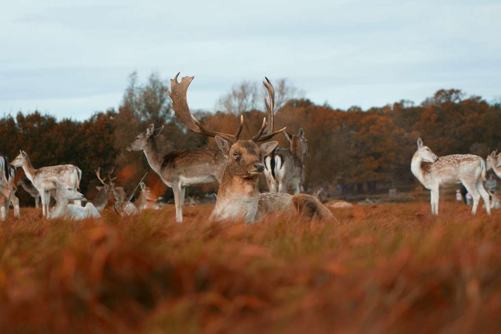 Richmond Park Flying Field | Richmond TW10 5HR, UK