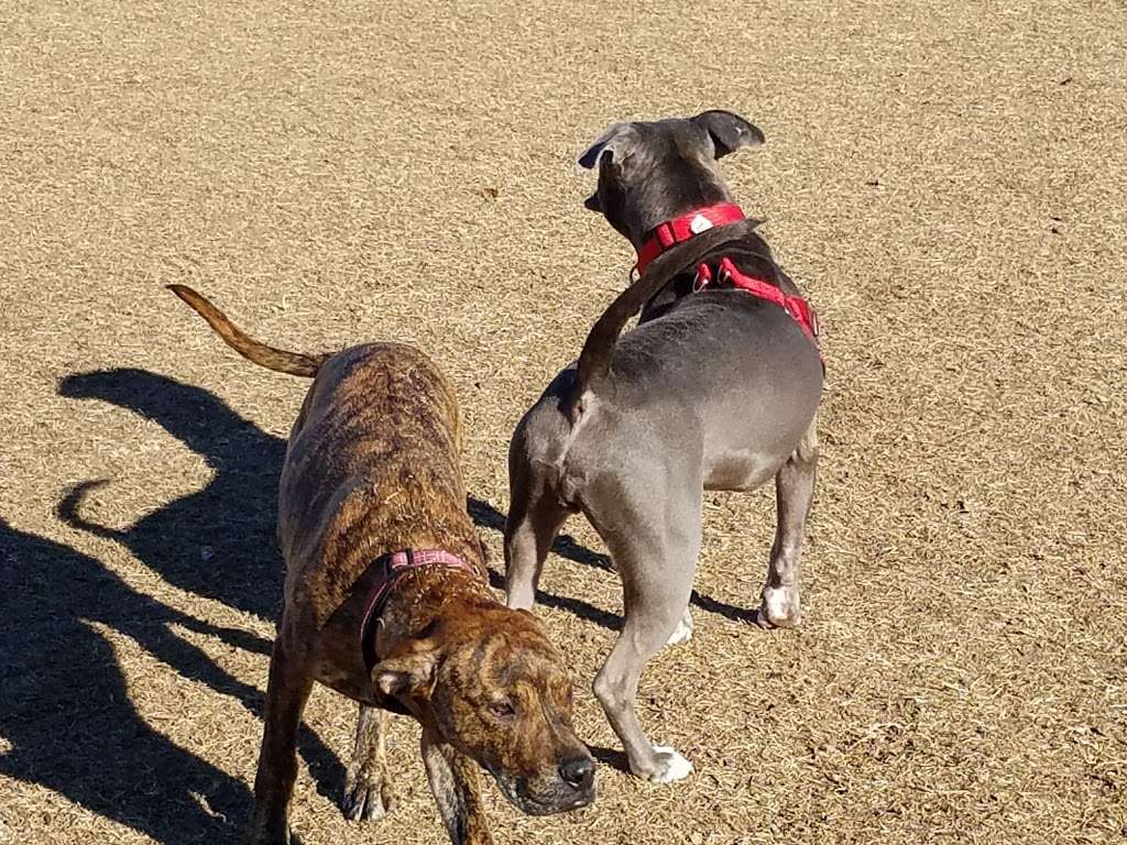 Grover Basin Dog Park | 17447 N 20th St, Phoenix, AZ 85022, USA | Phone: (602) 262-6696