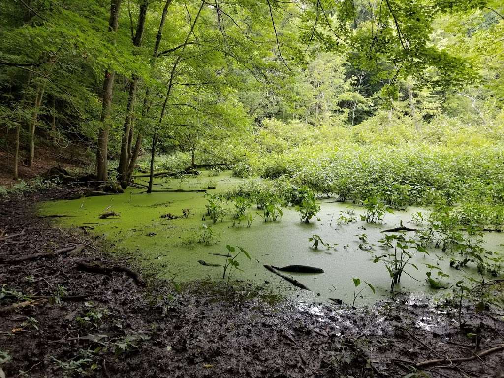 Warren Woods Forest Primeval | 7098-7298 Warren Woods Rd, Three Oaks, MI 49128, USA