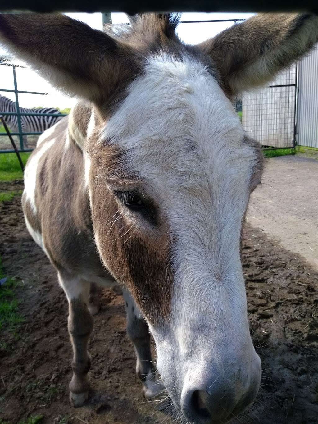 Safari Farm Petting Zoo | 1675 Mt Cobb Rd, Lake Ariel, PA 18436, USA | Phone: (570) 430-8584