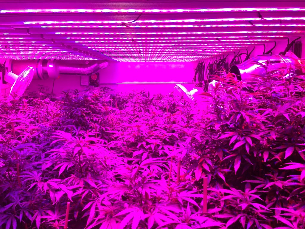 Grow LEDs | 8730 Co Rd 59, Keenesburg, CO 80643, USA | Phone: (303) 557-8930