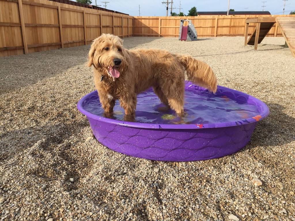 Leader of the Pack Doggie Daycare | 325 Linnerud Dr, Sun Prairie, WI 53590, USA | Phone: (608) 571-7225