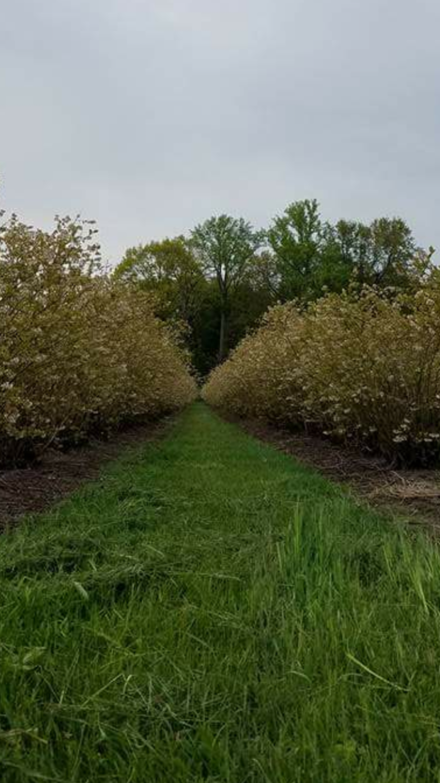 Starbucks Blueberry Farm | 9245 Gast Rd, Bridgman, MI 49106, USA | Phone: (269) 465-4745