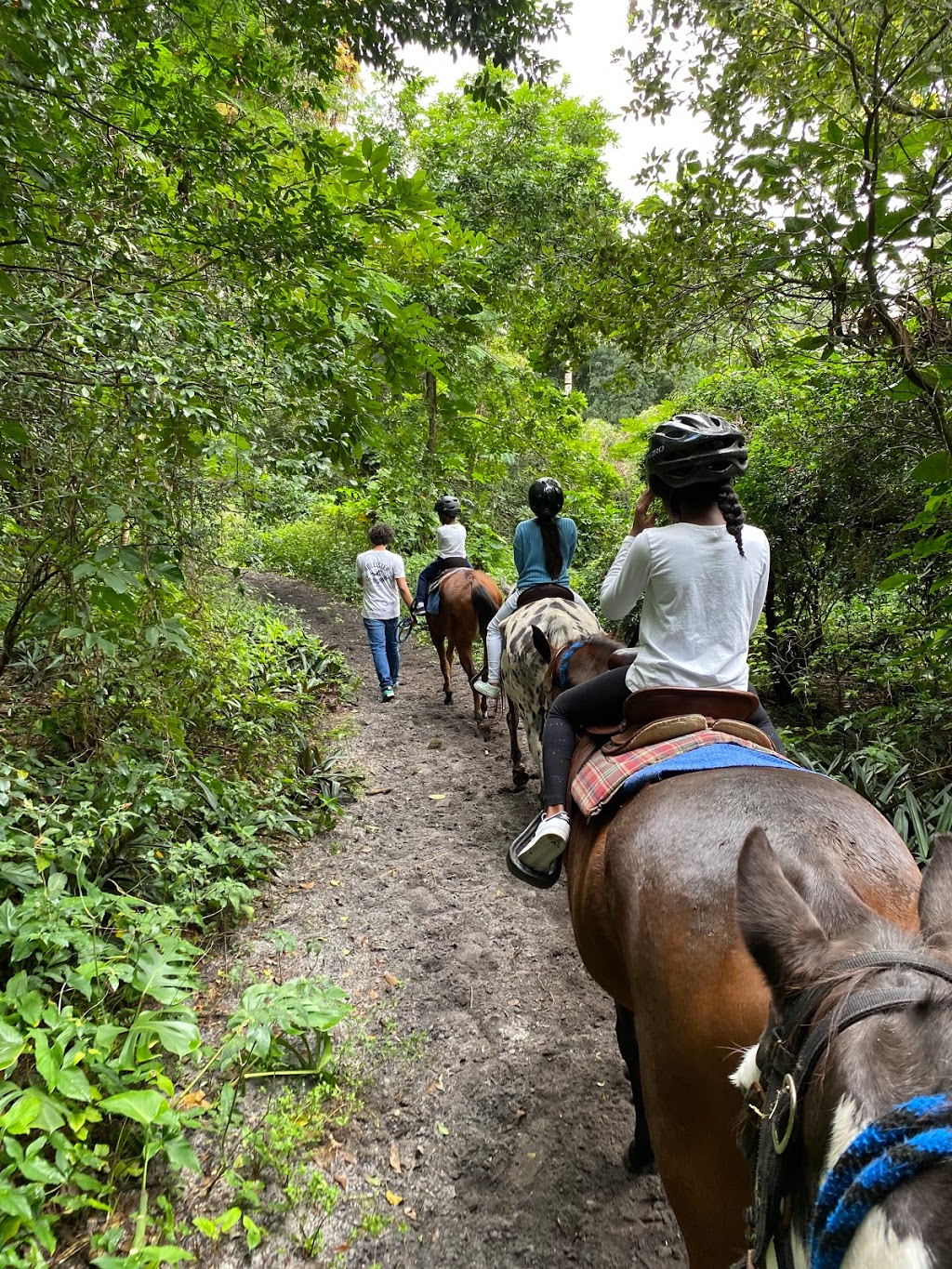 A&A Adventure Horse Trail Rides | Call for reservation, Office only, 2764 SW 83rd Ave, Miramar, FL 33025, USA | Phone: (954) 816-2685