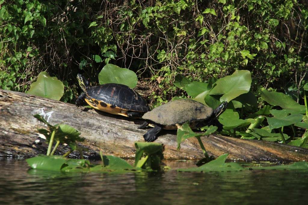 Lower Wekiva River Preserve State Park in 8300 FL-46, Sanford, FL 32771 ...