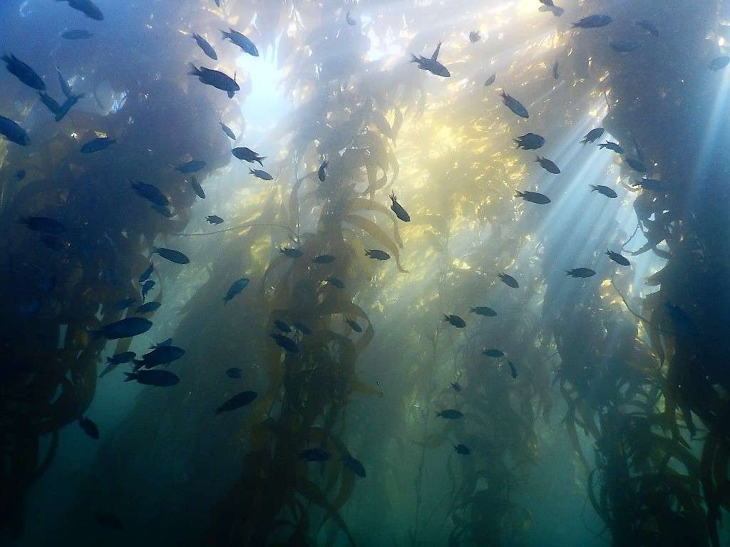 Malibu Divers | 21231 Pacific Coast Hwy, Malibu, CA 90265, USA | Phone: (310) 456-2396