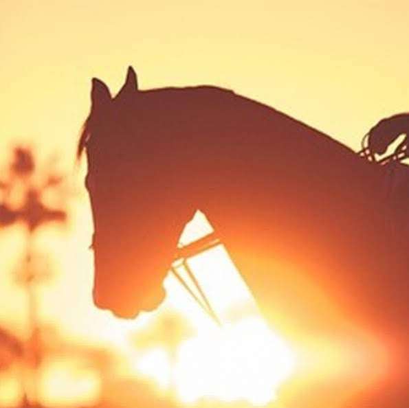 Ranch + Coast Equine Practice | Holly Ln, Bonsall, CA 92003, USA | Phone: (760) 942-2884