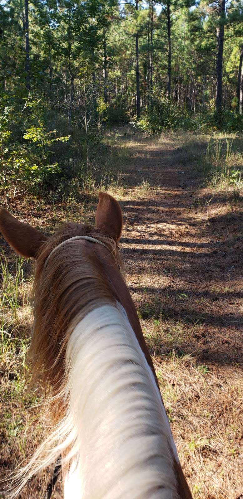 Hunters camp - Sam Houston National Forest | Cleveland, TX 77328