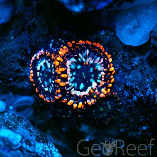 9reef Corals and Aquarium Supply | 5451 S Bryant Ave, Sanford, FL 32773 | Phone: (407) 912-5367