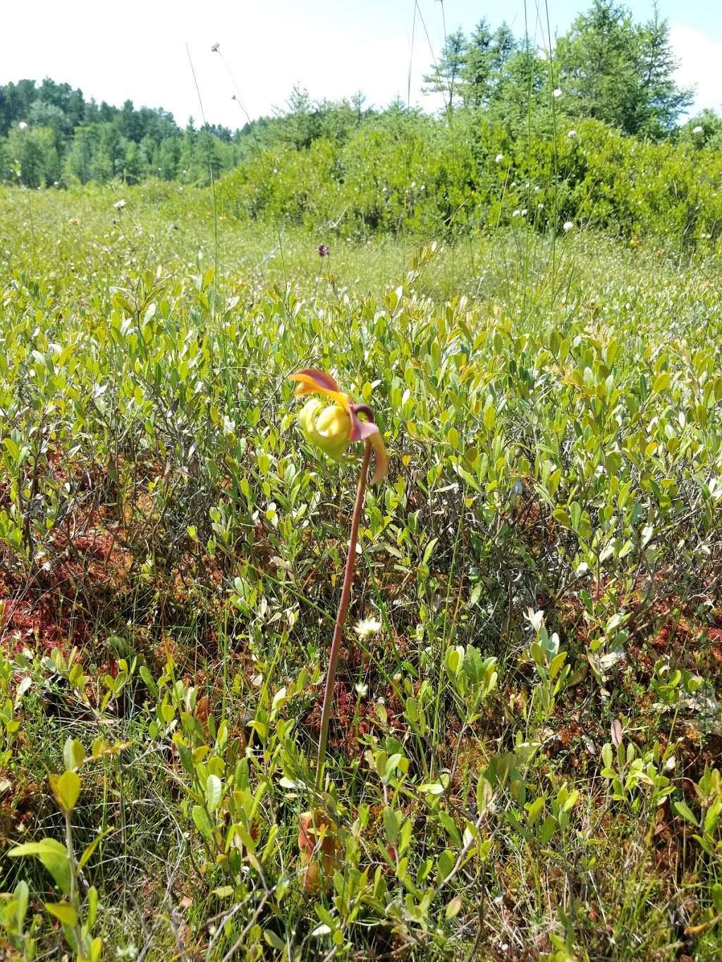 Ponemah Bog | Ponemah Bog Trail, Amherst, NH 03031, USA