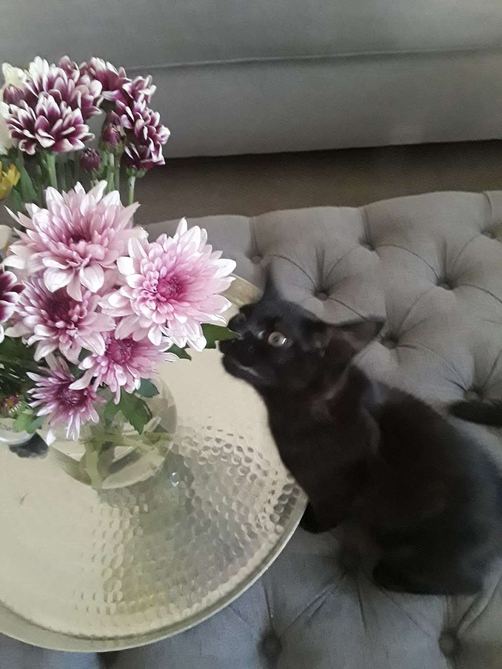 Room 8 Memorial Cat Foundation | 8354 63rd St, Riverside, CA 92509, USA | Phone: (951) 681-9609