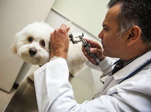 After Hours Animal Hospital | 11266 Firestone Blvd, Norwalk, CA 90650, USA | Phone: (562) 409-1011