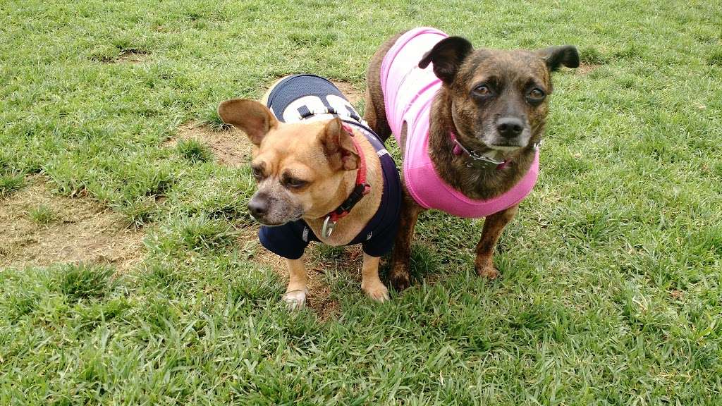 Irvine Central Bark | 6405 Oak Canyon, Irvine, CA 92618, USA | Phone: (949) 724-6600