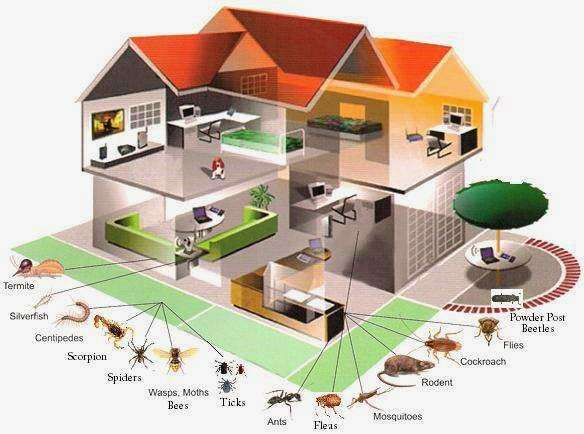 Alltex Pest and Termite Control | 15334 Pebble Dew, San Antonio, TX 78232, USA | Phone: (210) 338-5907