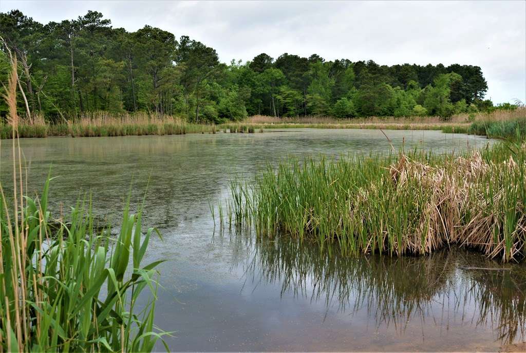 The Elms Wildlife Management Area | Lexington Park, MD 20653, USA