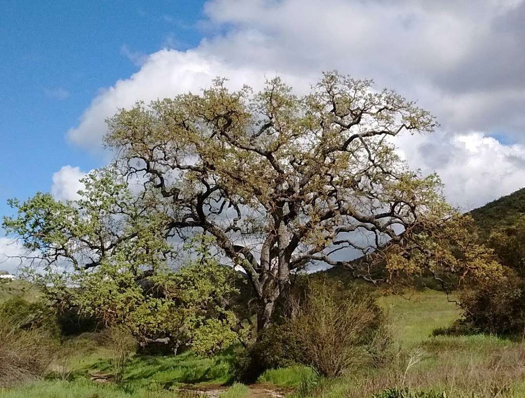 Triunfo Creek Park | Westlake Village, CA 91361, USA