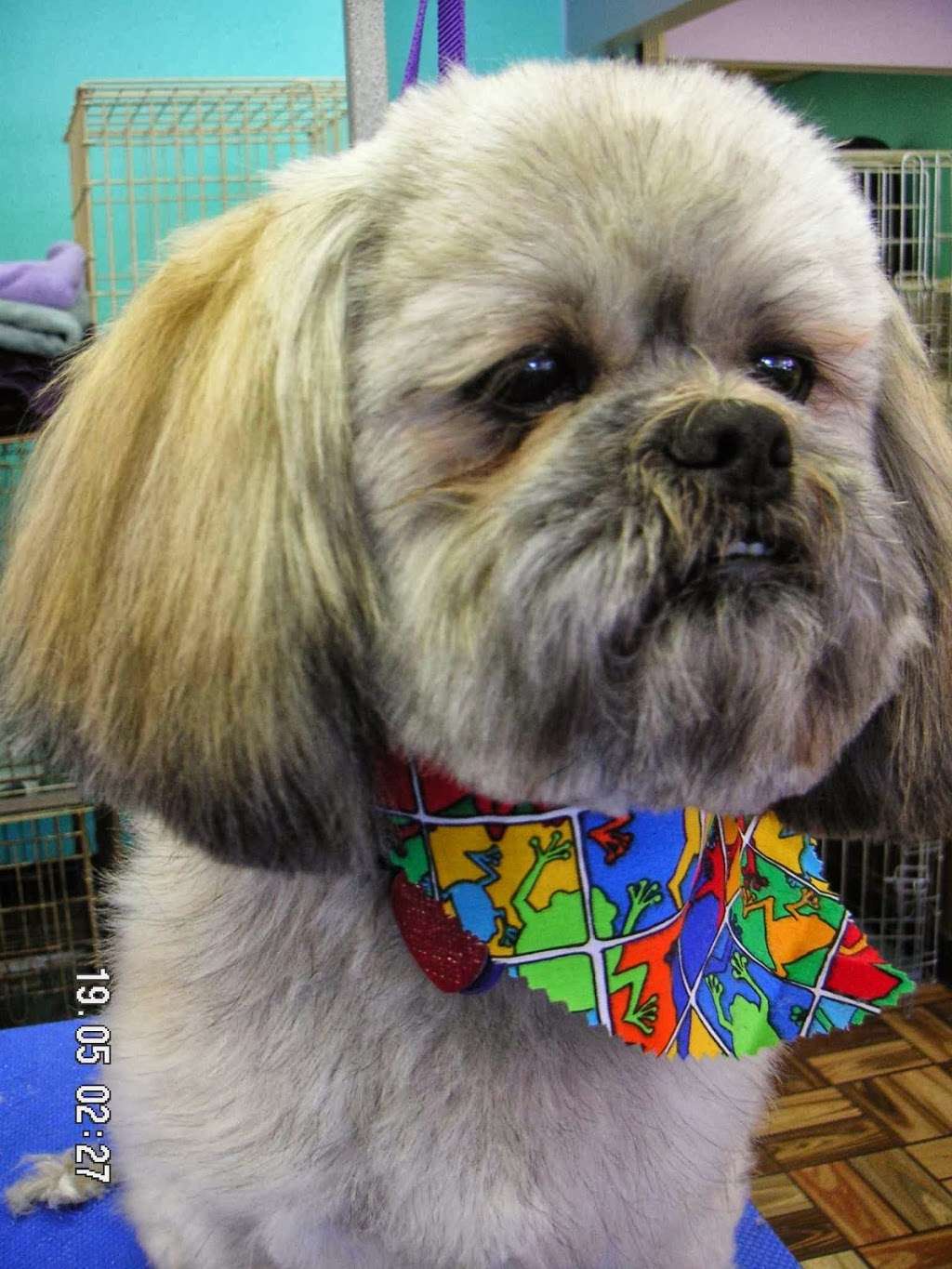 Scissors & Suds Pet Grooming | 1031 Patricia #112, San Antonio, TX 78213, USA | Phone: (210) 340-2294