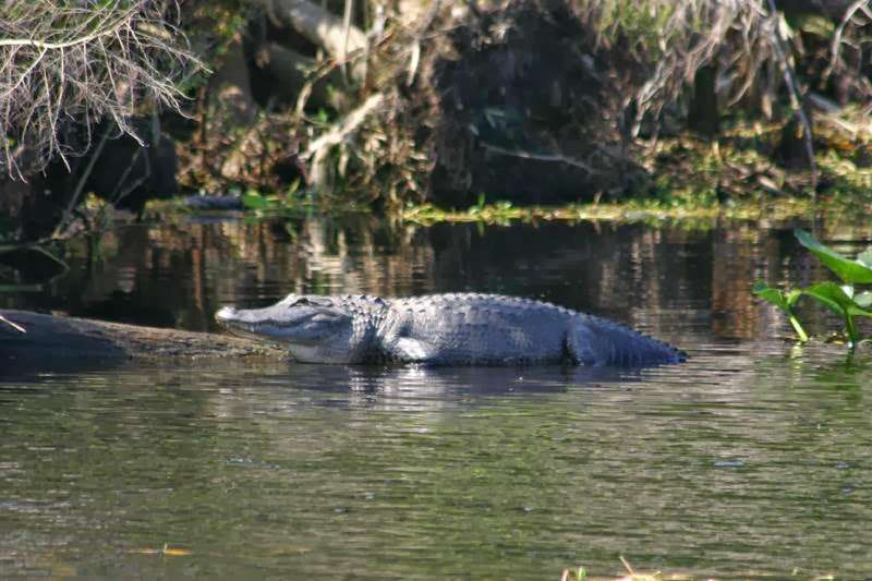 Capt Ernie Brundage St. Johns River Tours | 55716 Front St, Astor, FL 32102, USA | Phone: (866) 349-0674