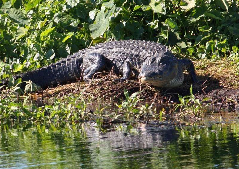 Alligator Cove Airboat Nature Tours | 14900 Camp Mack Rd, Lake Wales, FL 33898, USA | Phone: (863) 696-0406