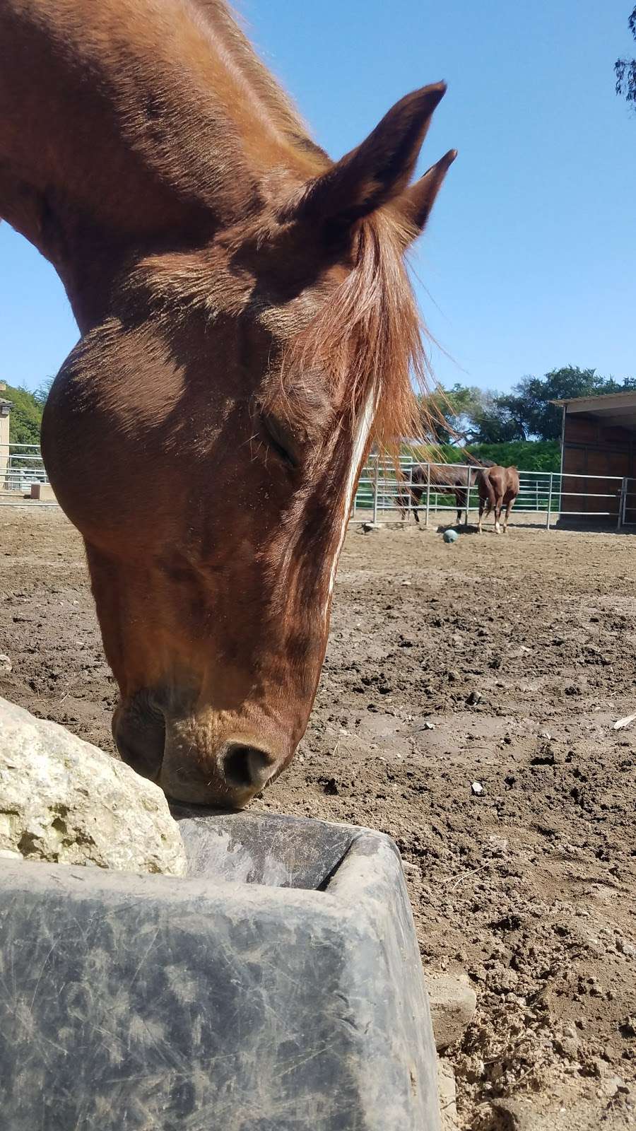 SFPD Stables | John F Kennedy Dr, San Francisco, CA 94122, USA | Phone: (415) 752-6255