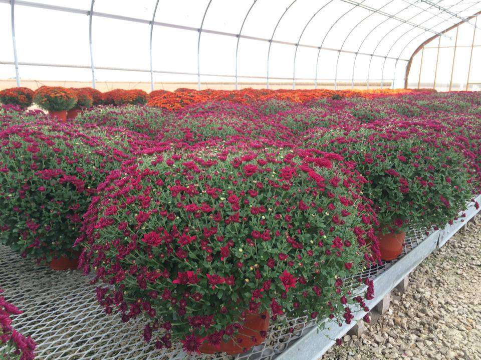 Delaneys Greenhouse | 14132 Church Rd, Minooka, IL 60447, USA | Phone: (815) 931-5703