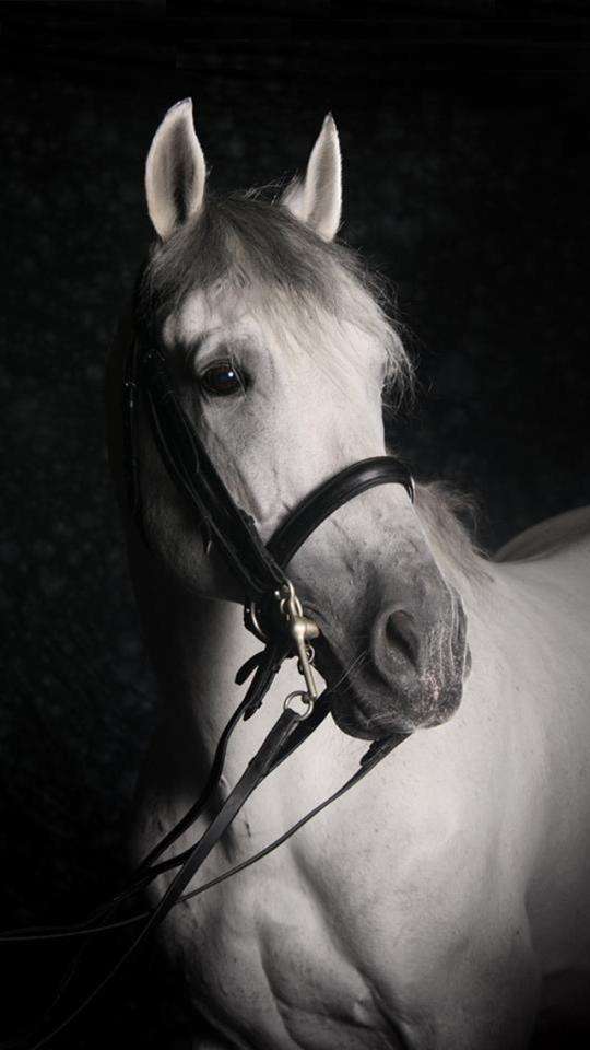 Lomond Classical Riding Centre | Horse Hill, Horley RH6 0HN, UK | Phone: 07808 400847