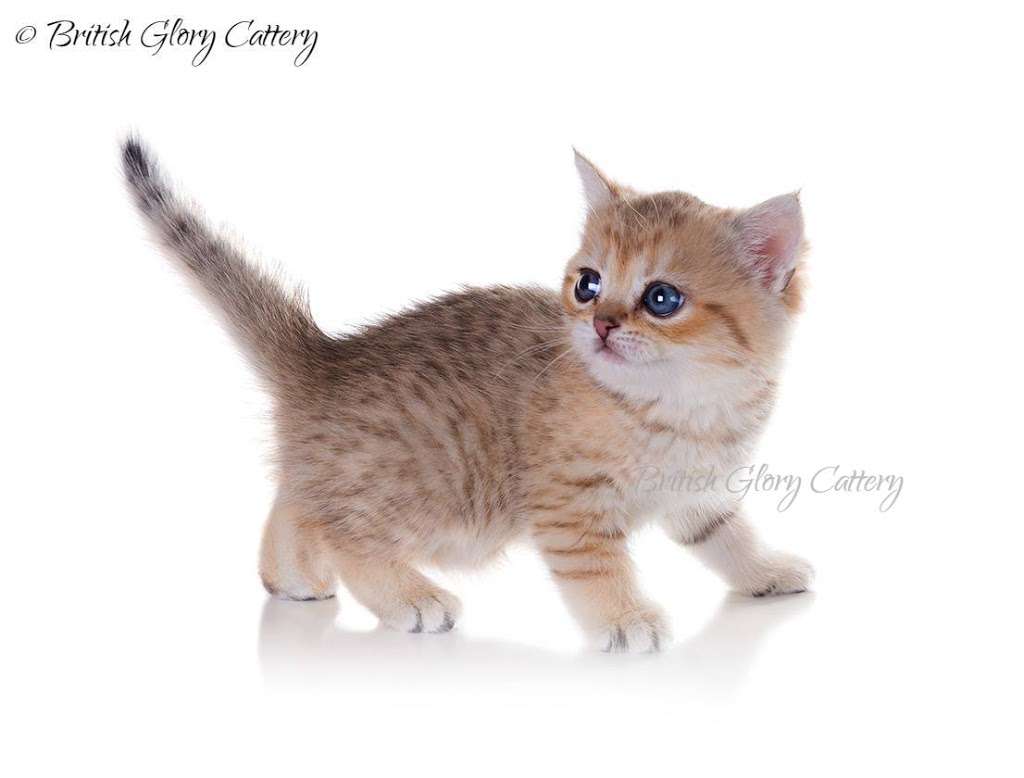 British Glory Cattery | 13907 Fair Glade Ct, Cypress, TX 77429, USA | Phone: (215) 966-9718