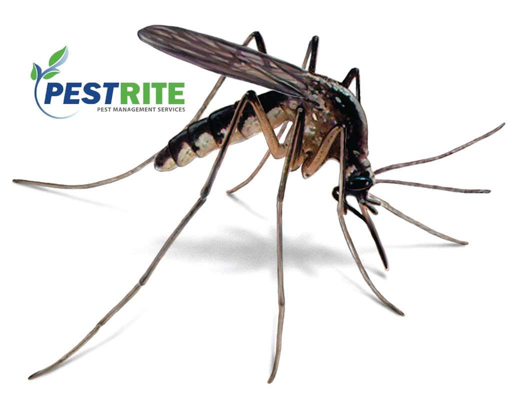 PESTRITE Pest Management | 33924 Winter Way, Windsor, CO 80550, USA | Phone: (970) 599-7311