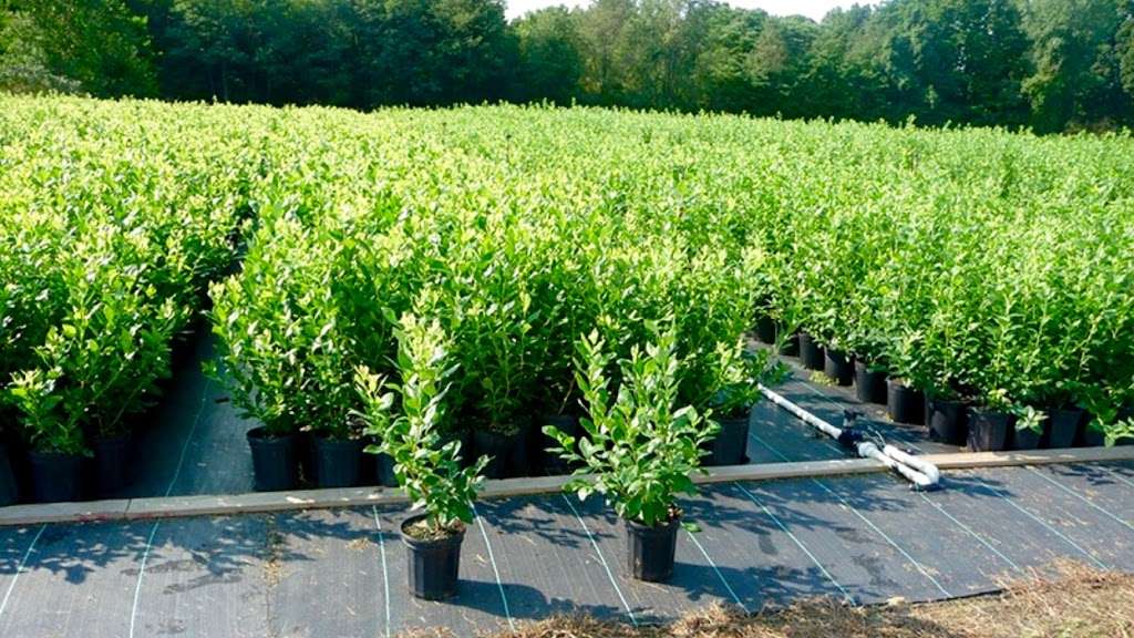 DiMeo Blueberry Farms & Blueberry Plants Nursery | 3101 Nesco Rd, Hammonton, NJ 08037 | Phone: (609) 561-5905