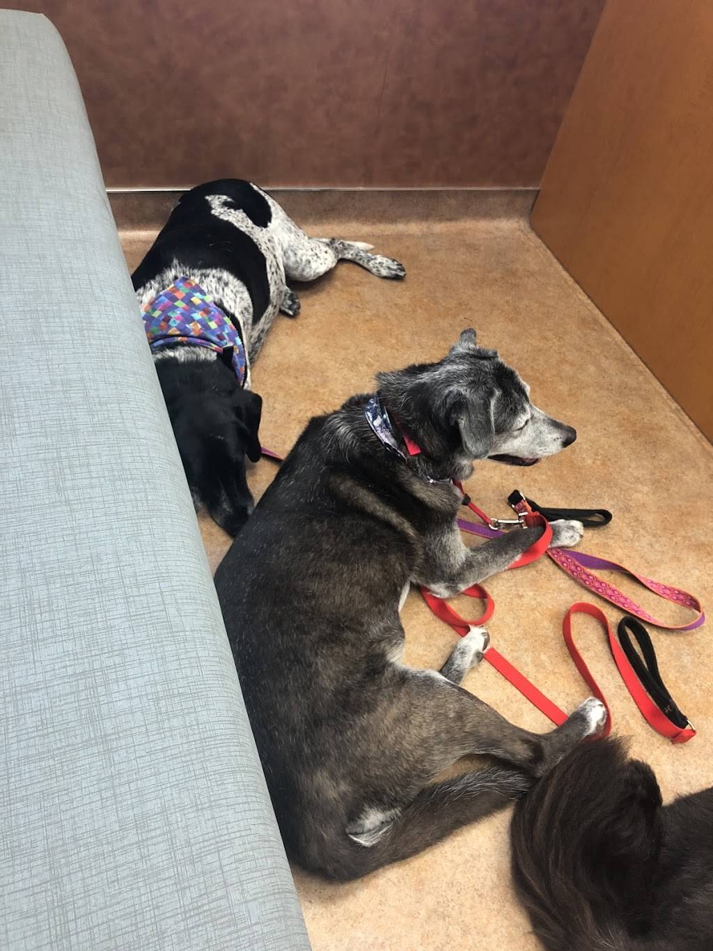 VCA Companion Animal Medical Center | 1455 S Rangeline Rd, Carmel, IN 46032, USA | Phone: (317) 844-0049