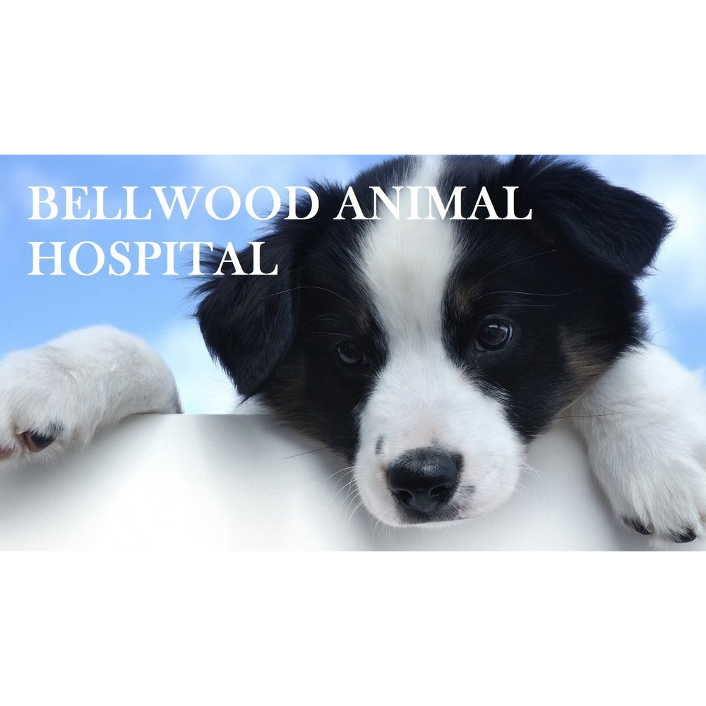 Bellwood Animal Hospital | 17435 Lakewood Blvd, Bellflower, CA 90706, USA | Phone: (562) 272-7777