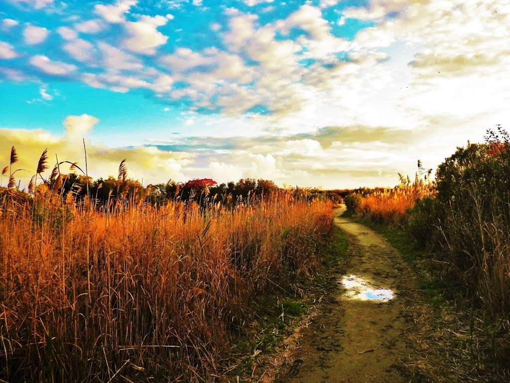 Cape May Bird Observation Deck | Cape May, NJ 08204